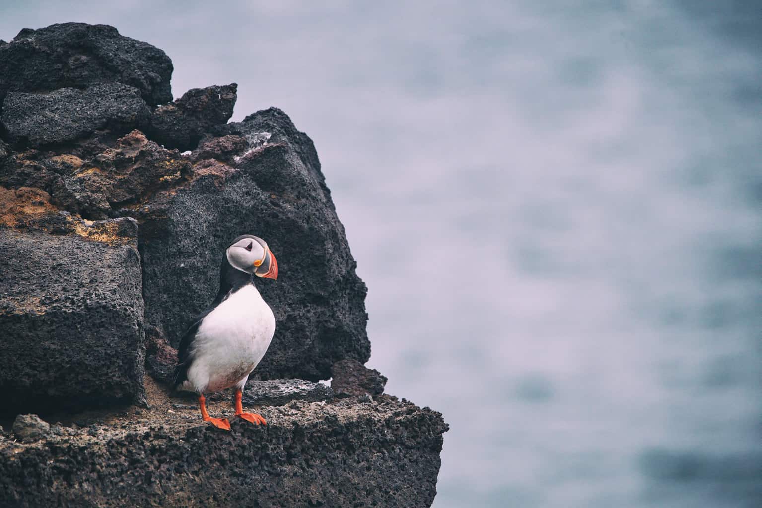 iceland-adventure-puffin-on-the-rocks